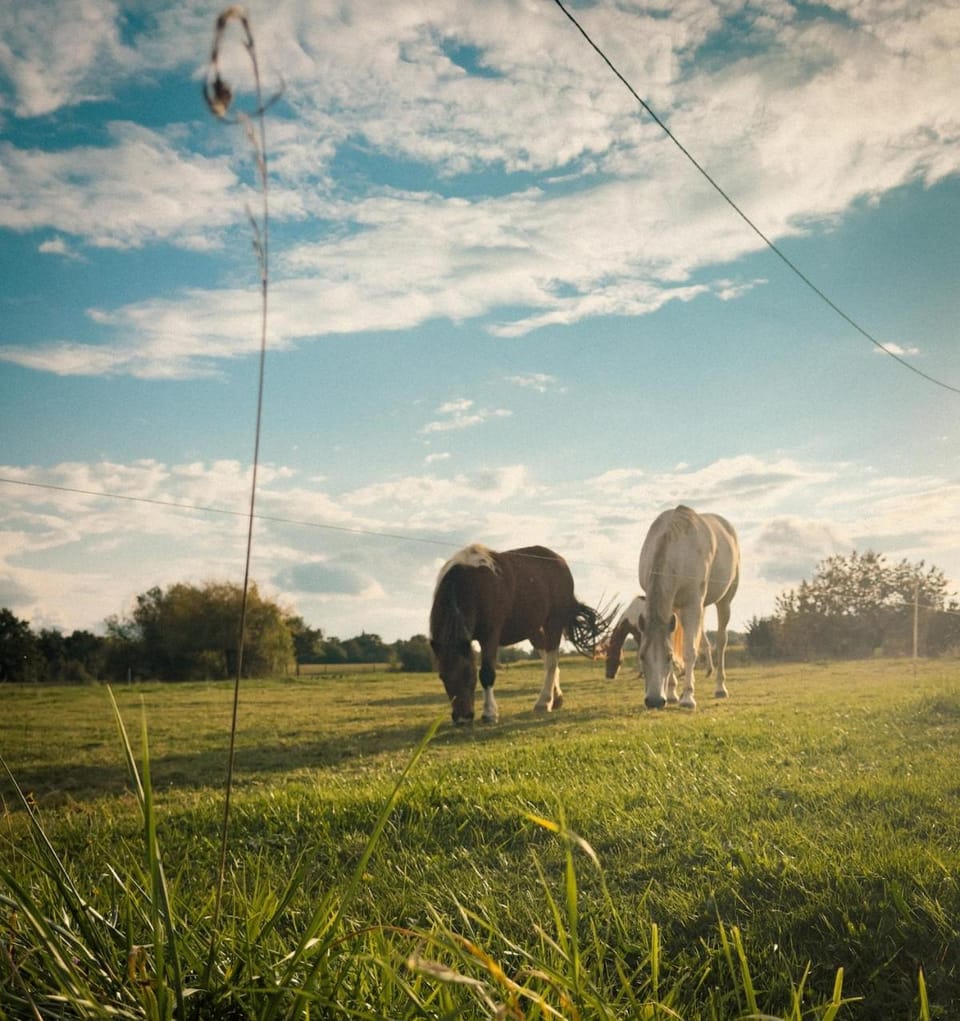 Animals