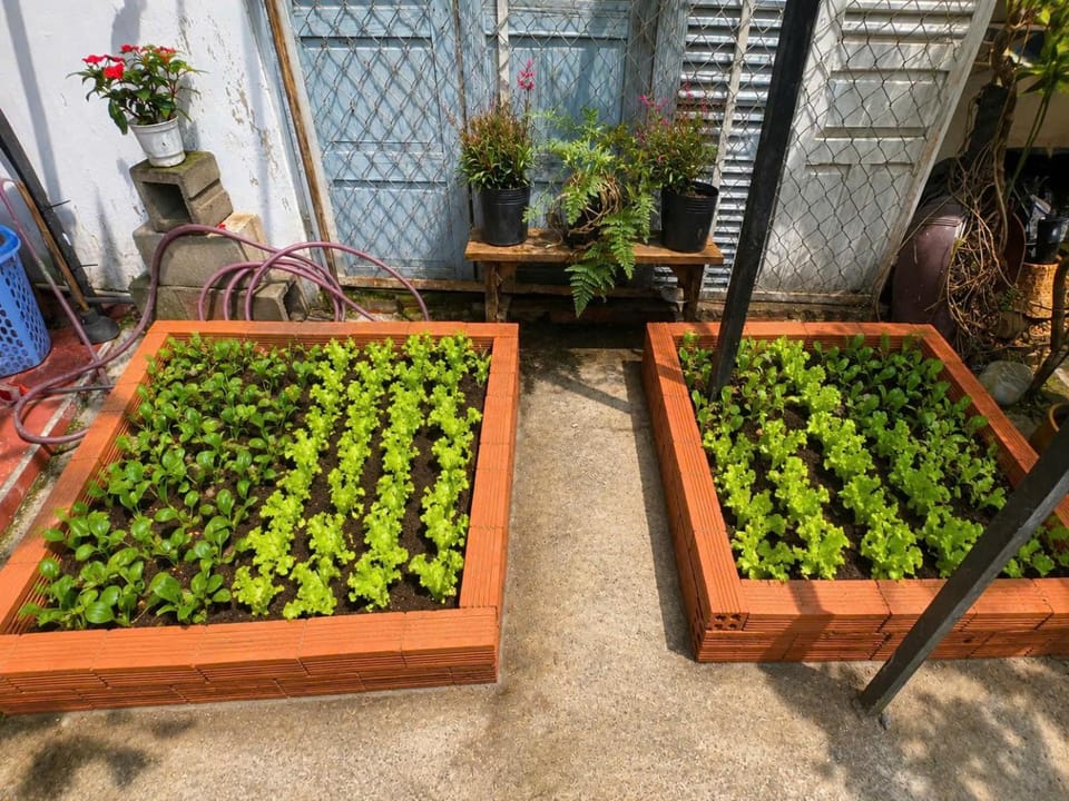 Day, Garden, Garden