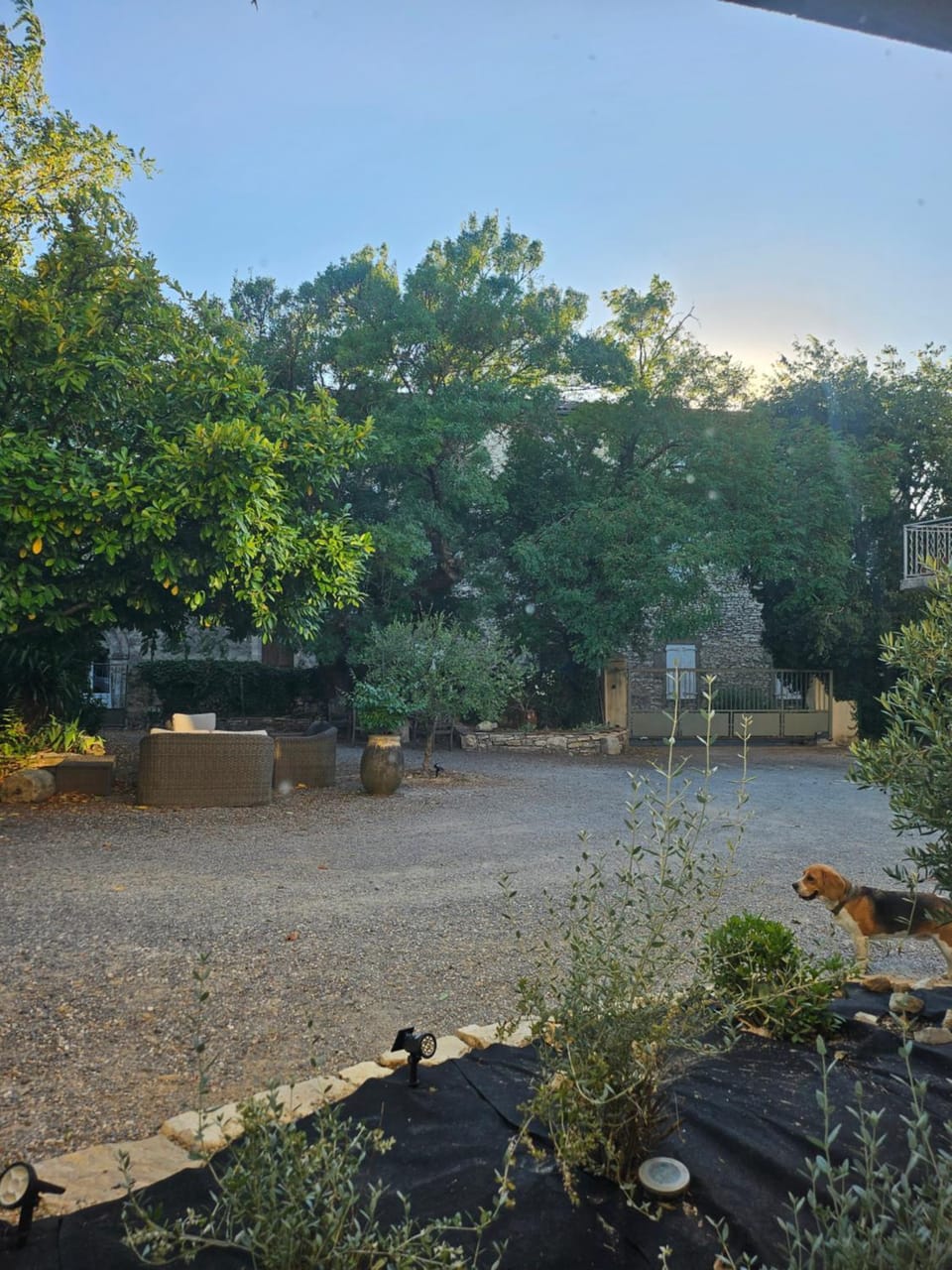 Garden view