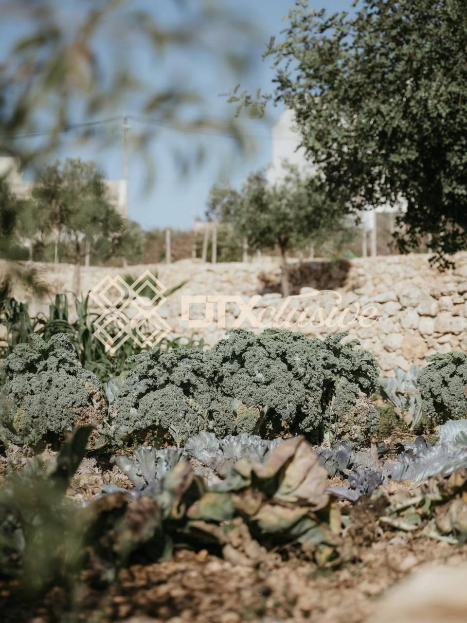 Natural landscape, Garden