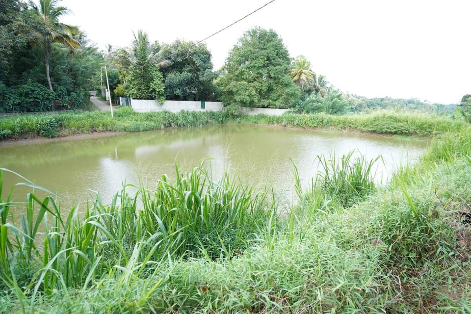 Lake view