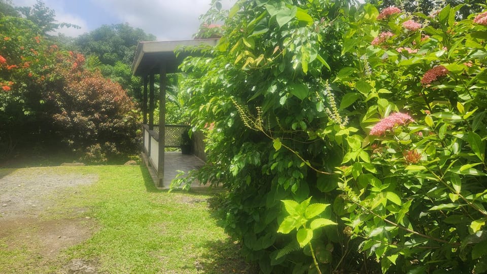 Natural landscape, Garden, Garden view