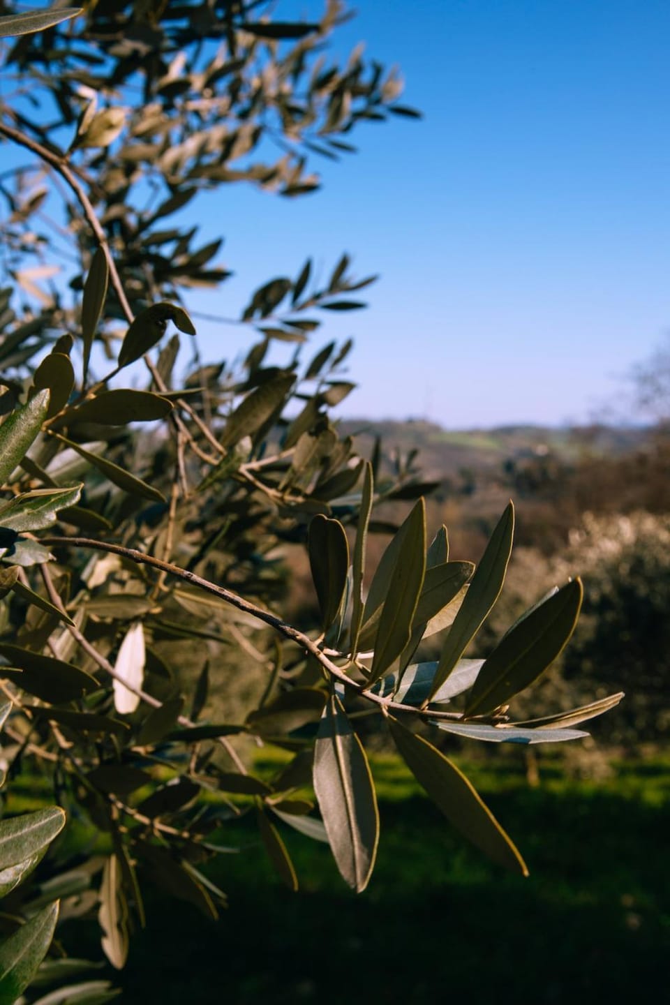 Debre Mariam Guest House Bed and Breakfast in Bologna