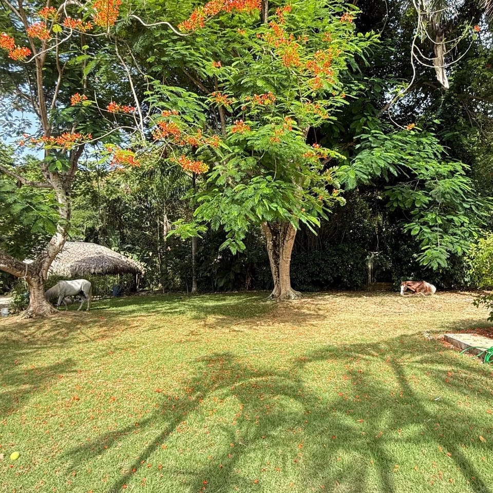Terra Taina Boutique Bed&Breakfast Bed and Breakfast in Las Terrenas