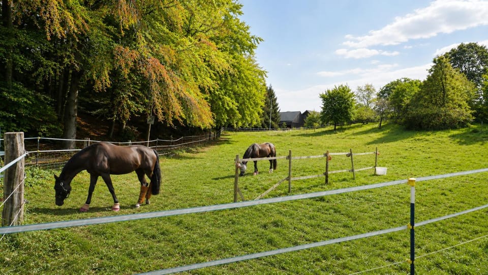 Day, Natural landscape, Animals, Garden view, Inner courtyard view