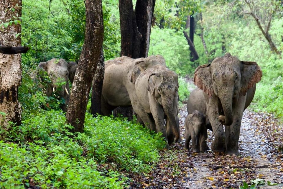 Animals