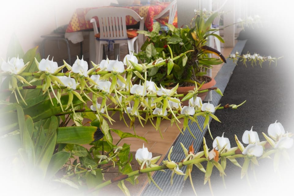 Patio, Garden, Decorative detail, Garden view