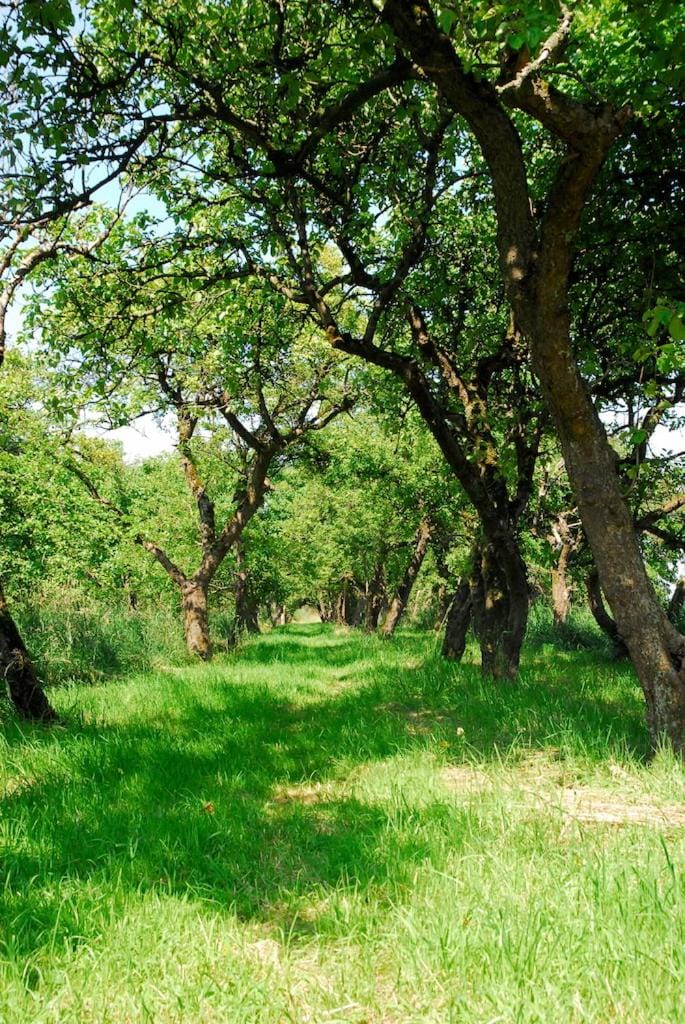 Spring, Day, Garden, On site