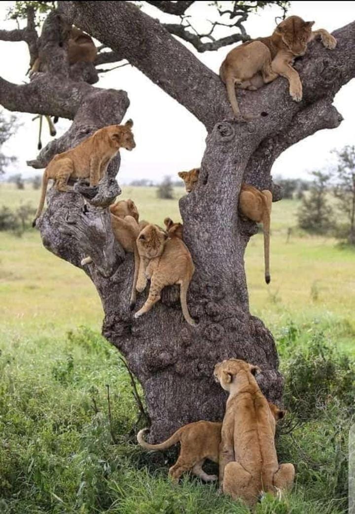Oloibormut Nature lodge in Kenya