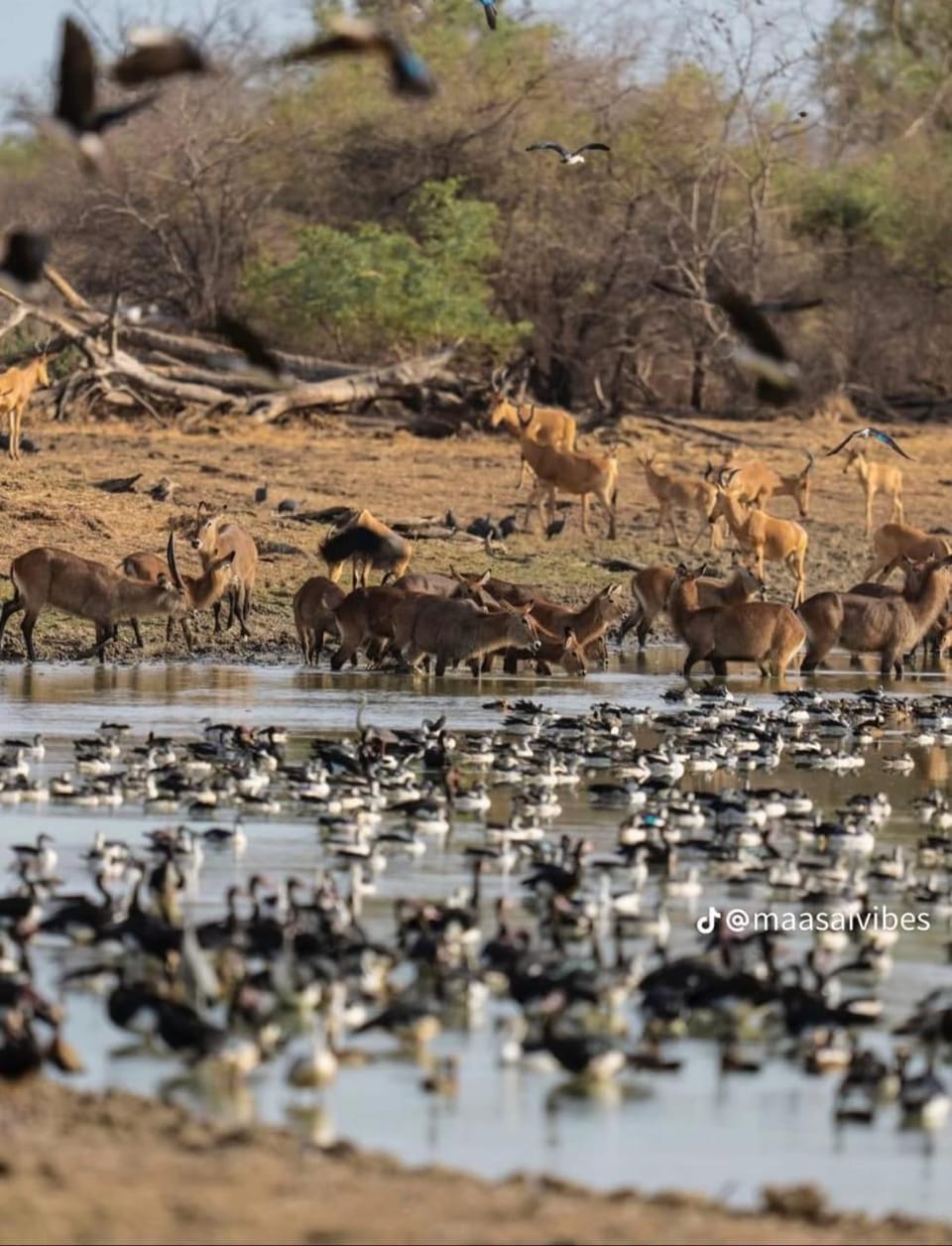 Oloibormut Nature lodge in Kenya