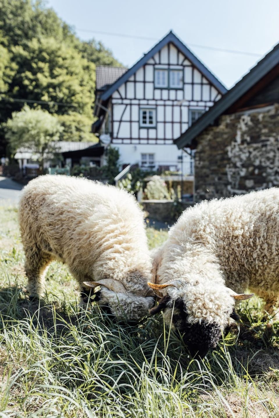 Urlaub in alter Mühle - Natur & Wellness Apartment in Rhineland-Palatinate