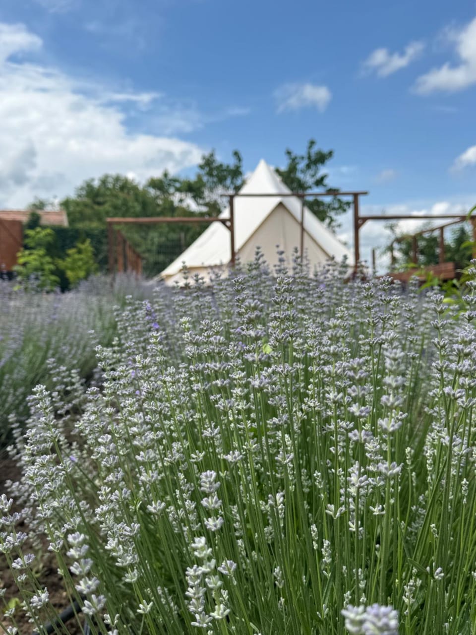 Gradina YoSoyLavanda Luxury tent in Pleven Province, Bulgaria