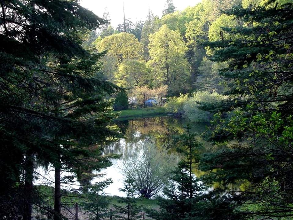 Serene Historic Cabin with Forest Views Near Palomar Mountain State Park in Palomar Mountain, California Cabin in Palomar Mountain