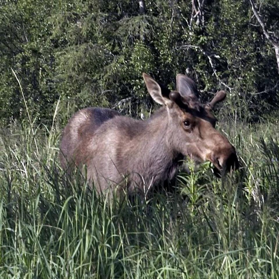 Riverfront Vacation Rental in a Fishing Lodge near Chugach National Forest, Alaska House in Sterling