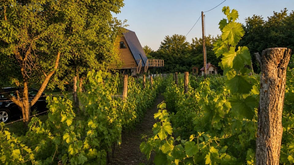 Natural landscape, Garden, Garden view