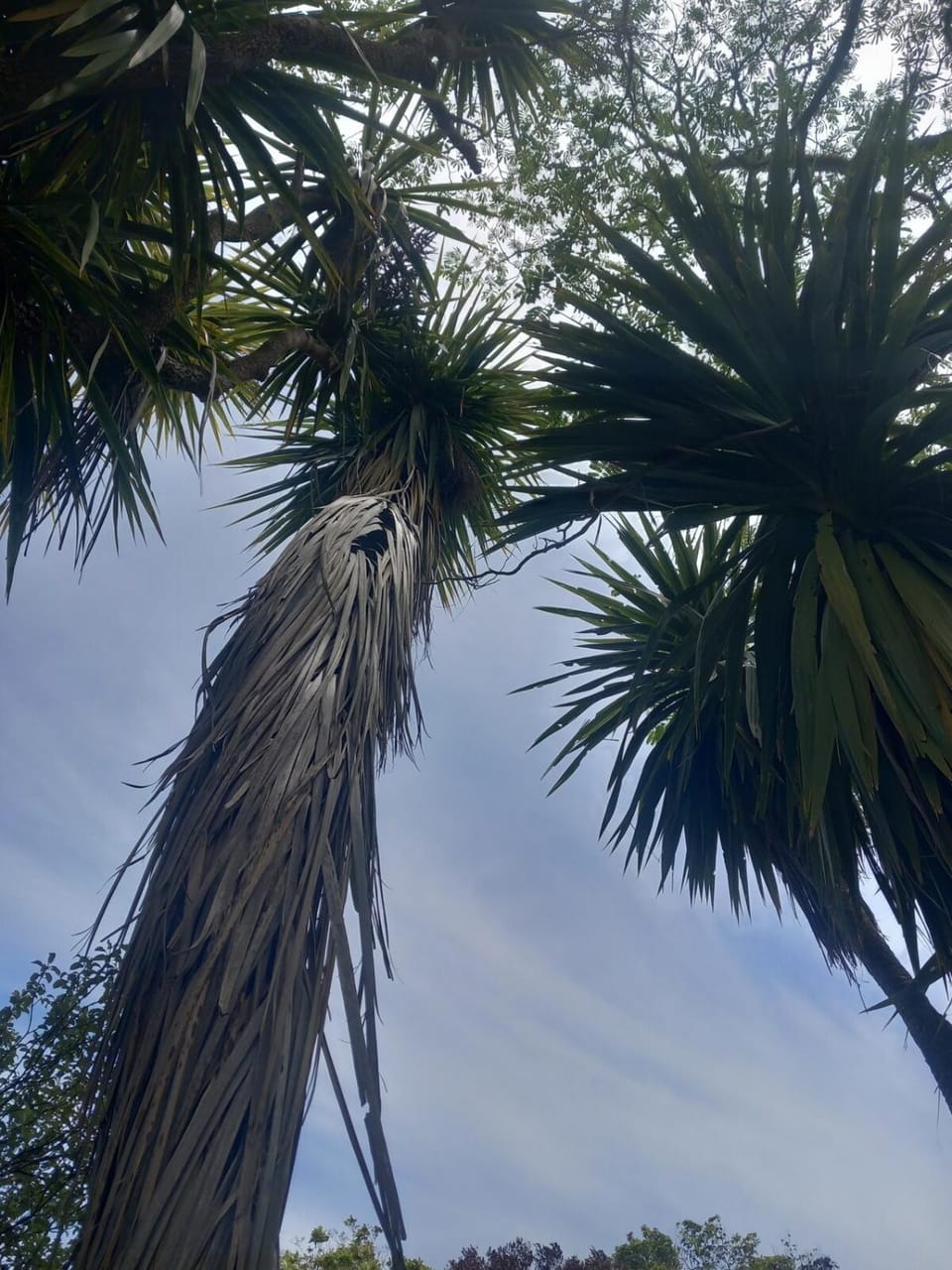 Mapua Cabbage Trees Apartment in Tasman District, Tasman, New Zealand