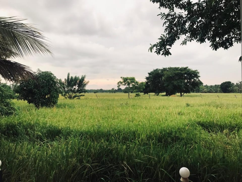 Natural landscape, Garden, Garden view