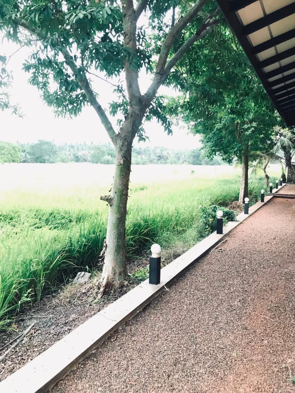 Natural landscape, Garden, Garden view