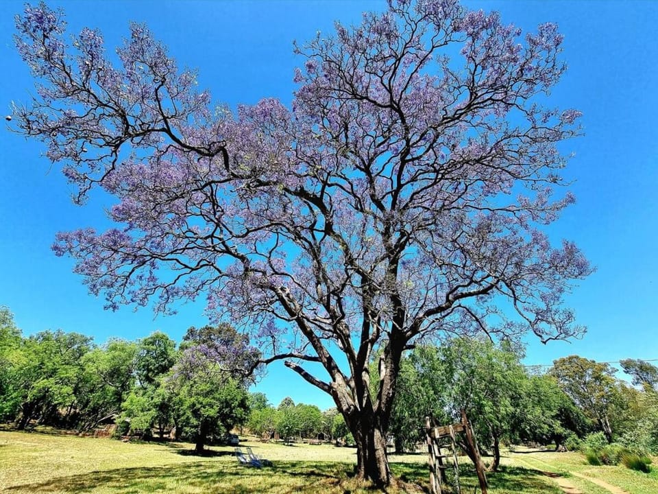 Historical 6-Bedroom Farm House near Cullinan House in Gauteng
