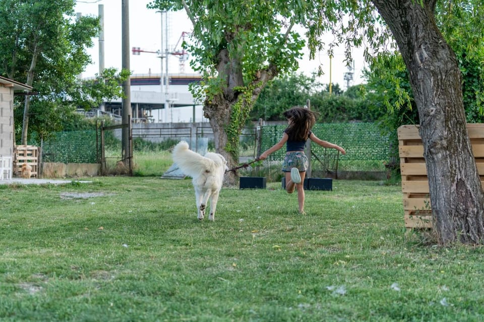 Natural landscape, Garden, Animals, Pets, Garden view
