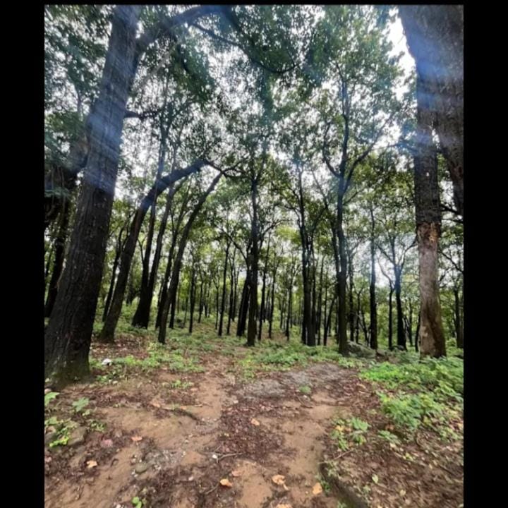 Basani Forest Homes House in Uttarakhand