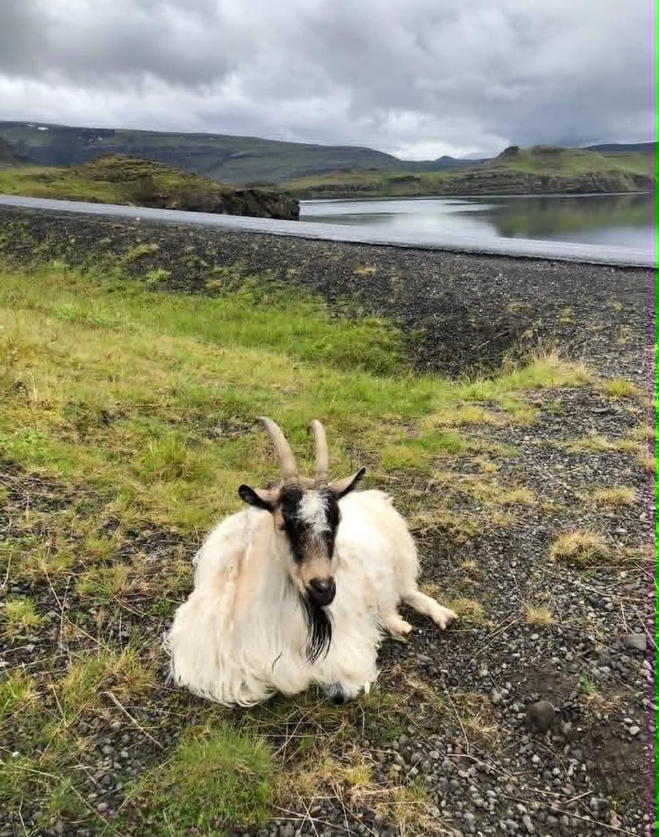 Animals