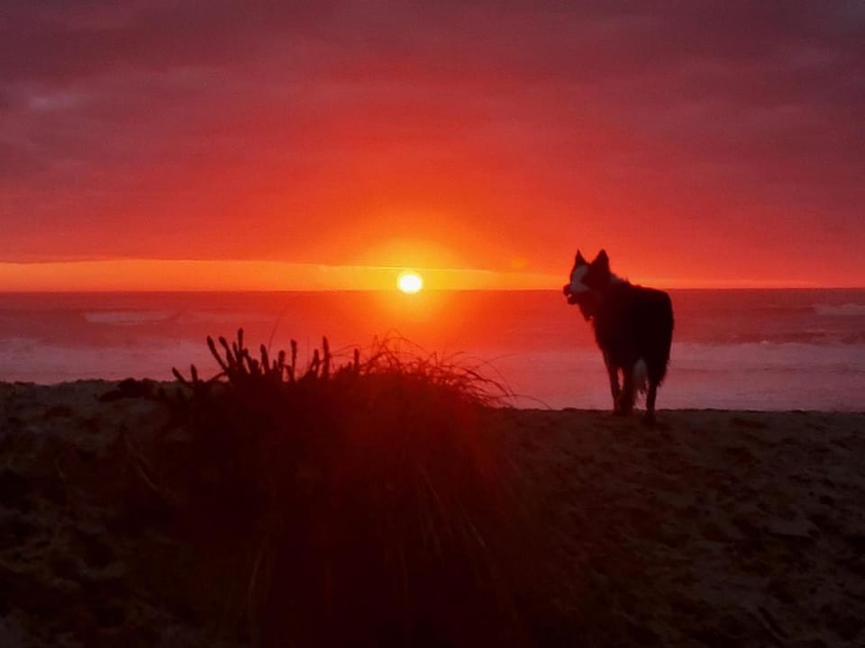 Natural landscape, Beach, Animals, Pets, Sea view, Sunset