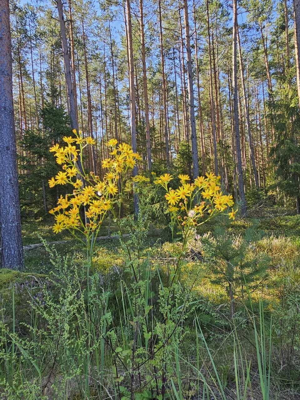 Natural landscape