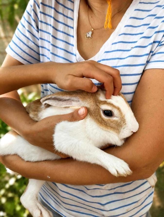 Pets