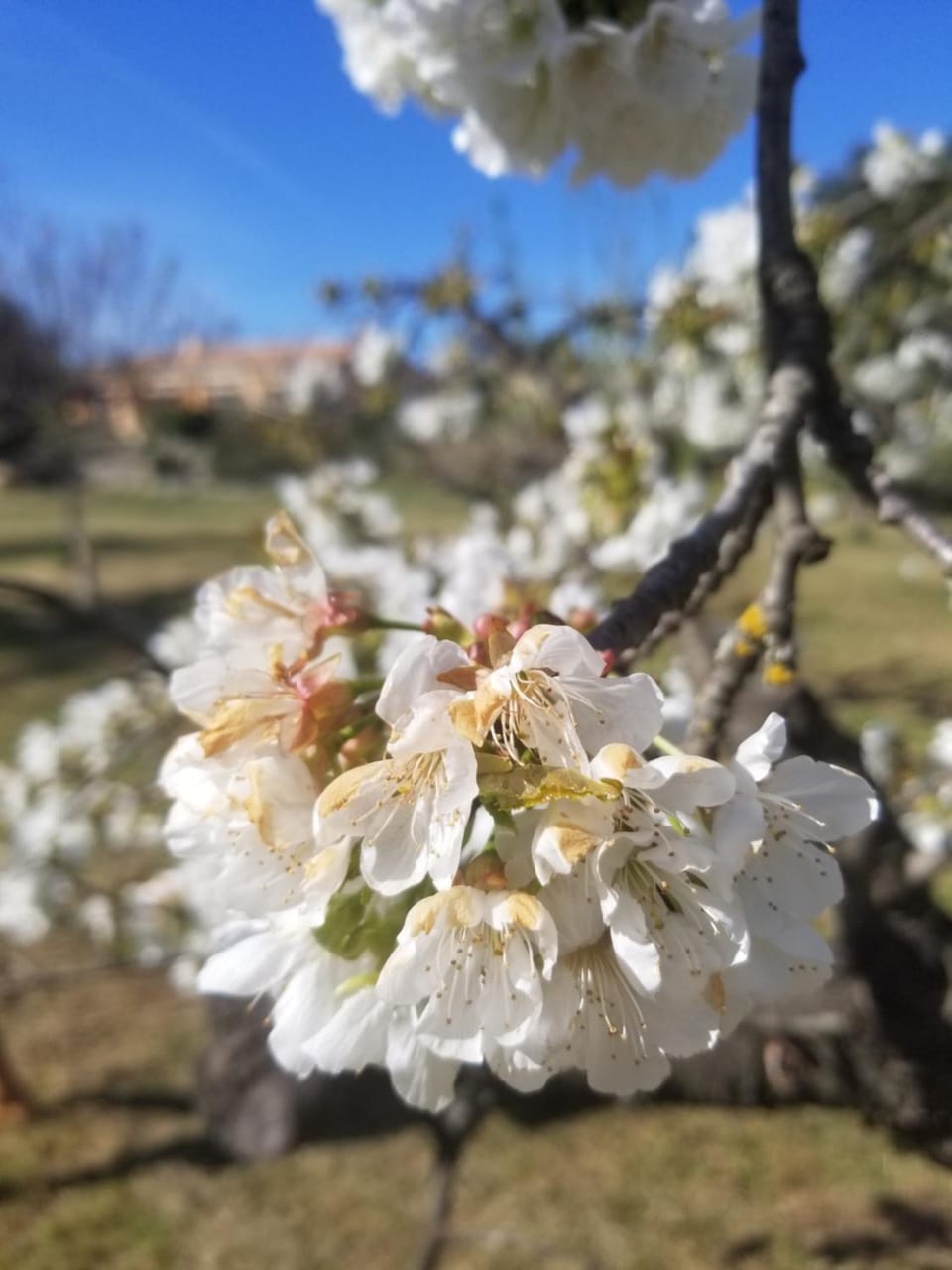 Spring