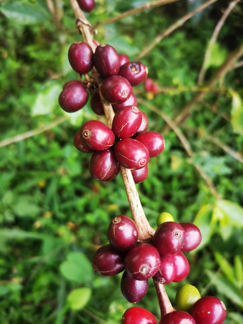 FINCA CAFETERA BIEN UBICADA Monetenegro-Circasia House in Quindio, Colombia