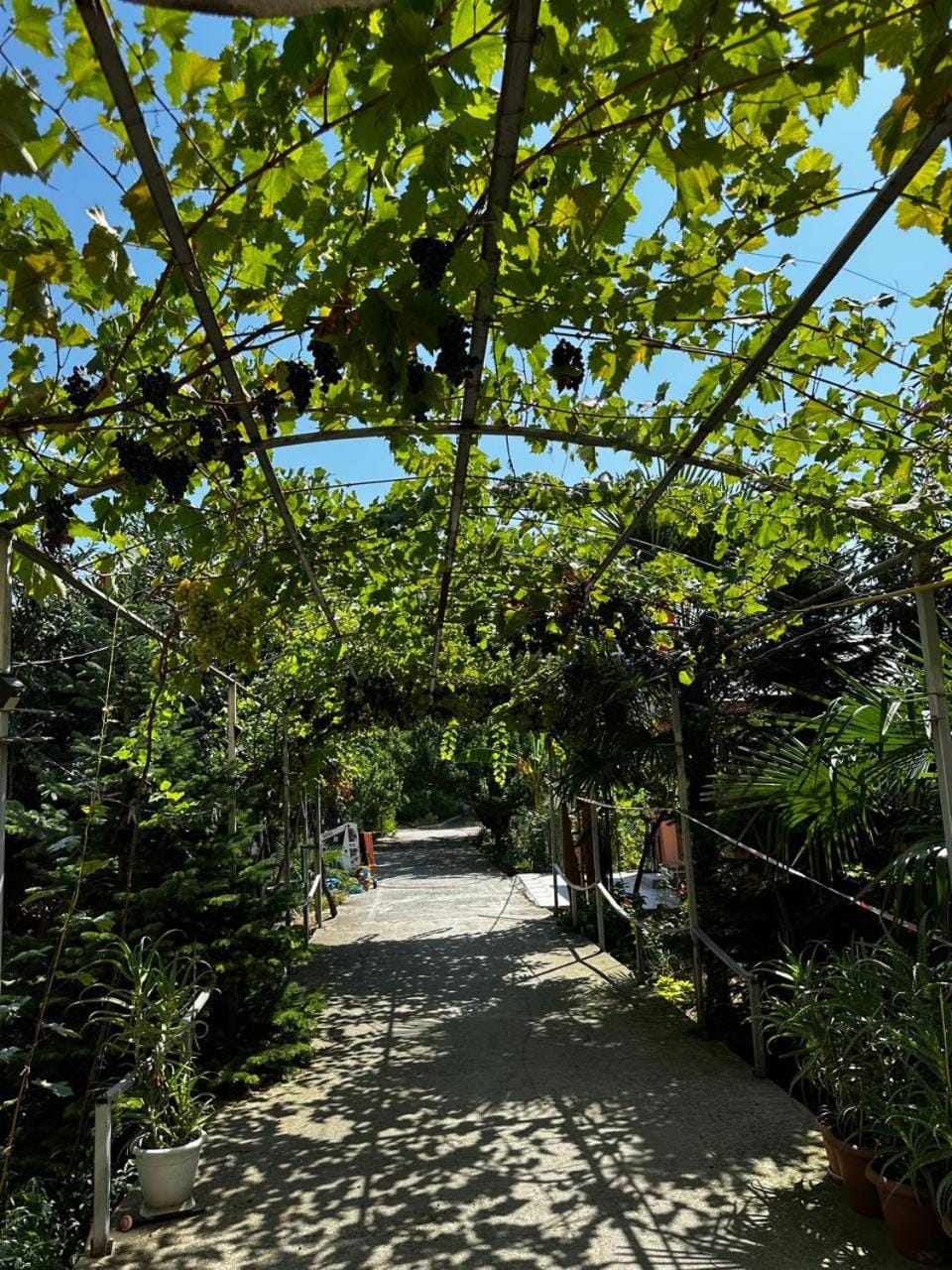 Day, Garden, Garden view