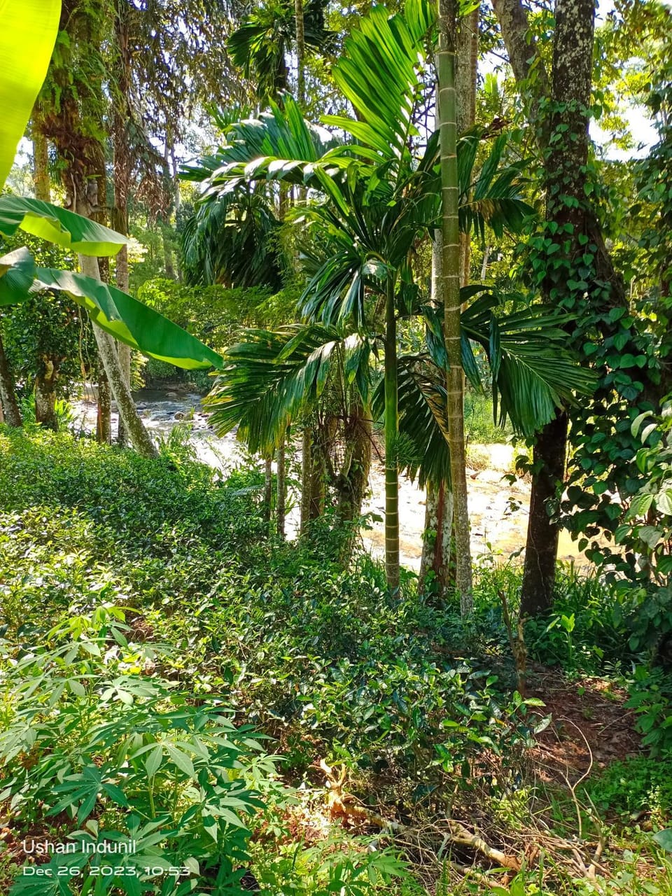 Day, Natural landscape, Garden