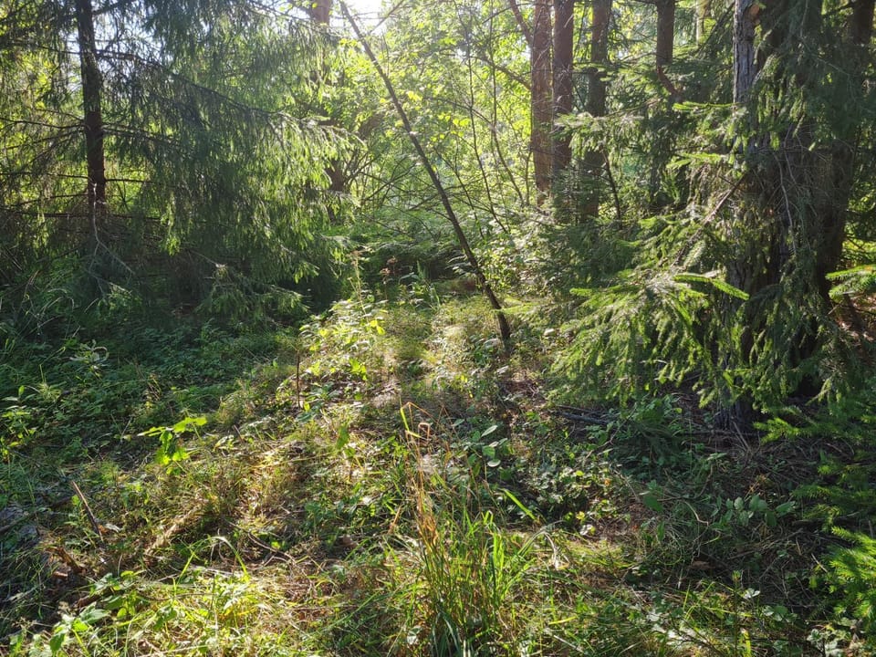 Raja metsaglämping Luxury tent in Estonia
