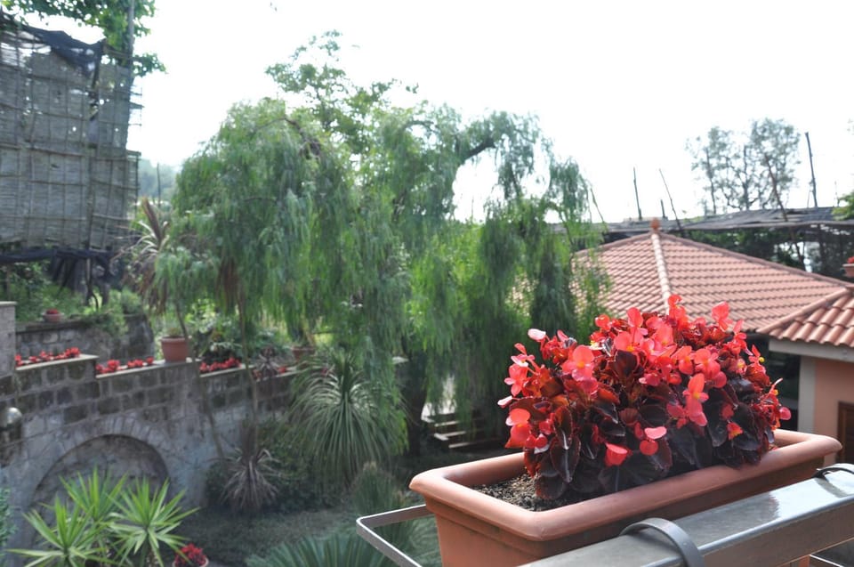 Garden view