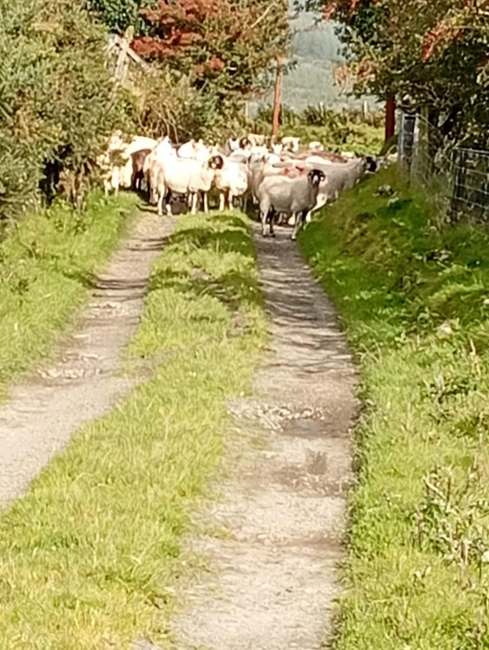 Day, Animals