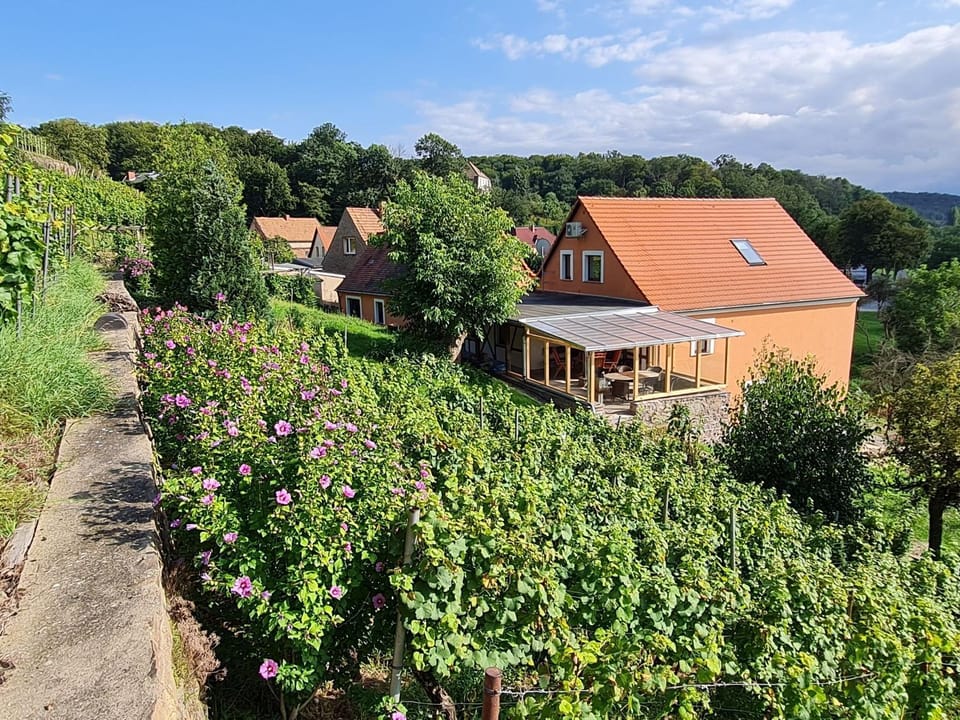 Ferienwohnung Scheurebe Apartment in Saxony