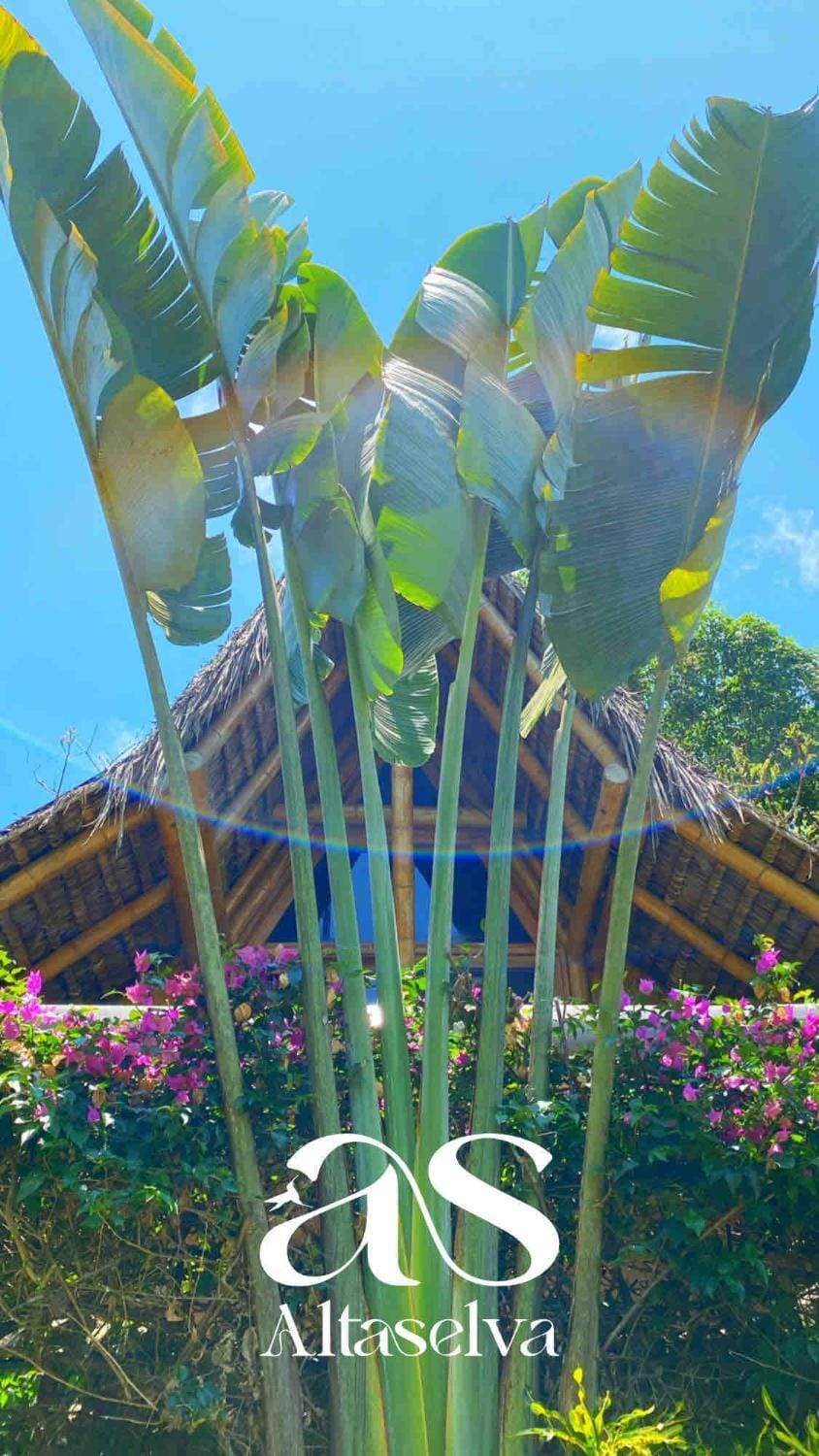 Cabin with incredible ocean and rainforest views Cabin in Manabí Province