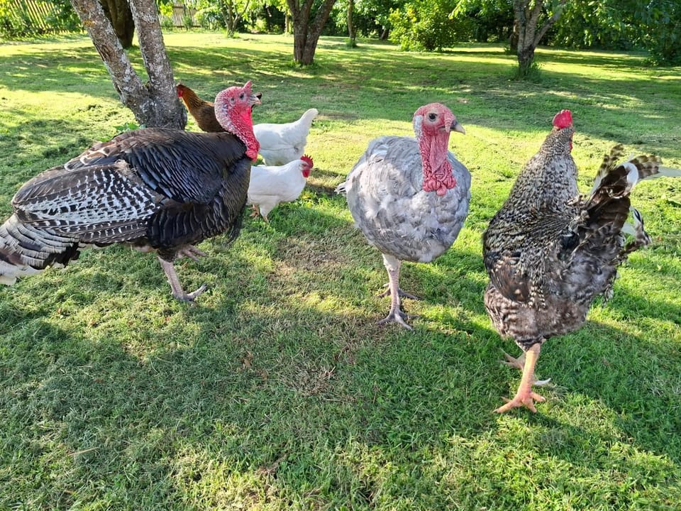 Animals