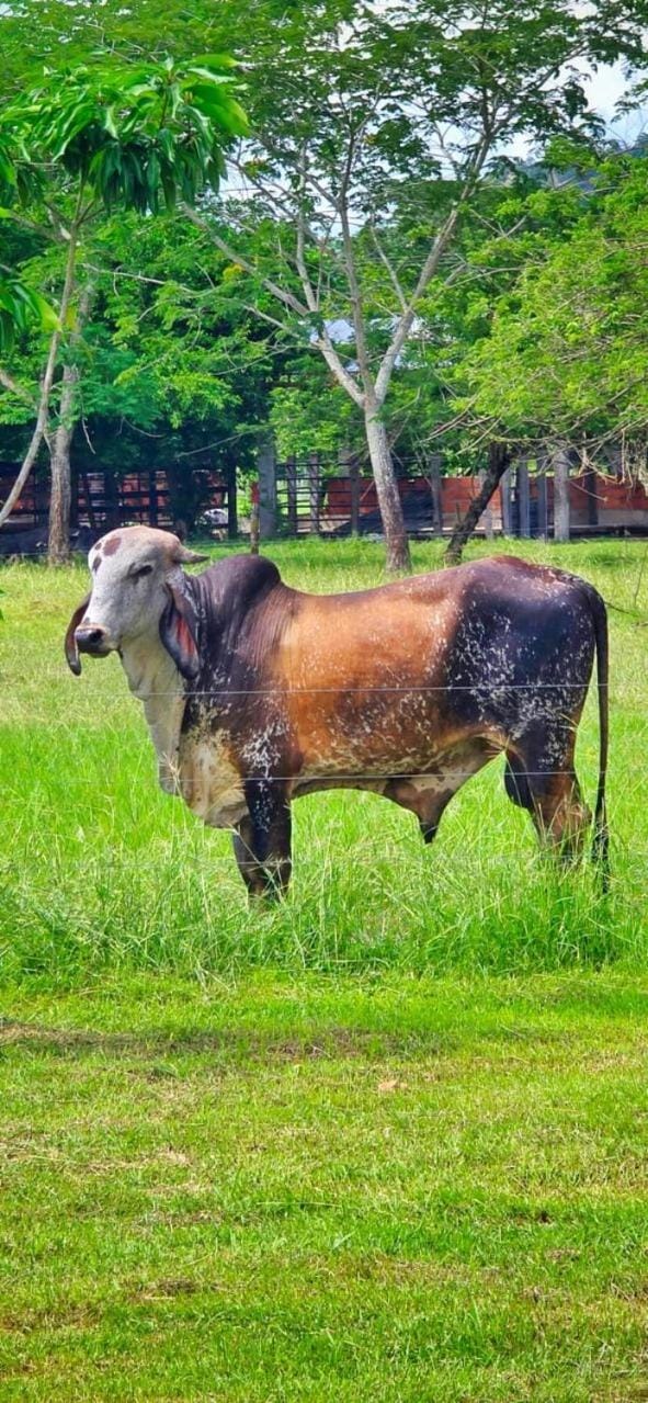 finca el porvenir Country House in Caldas, Colombia