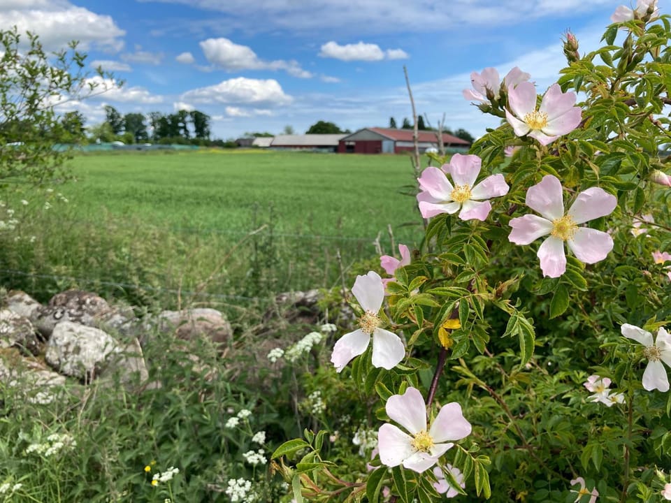 Natural landscape, Garden
