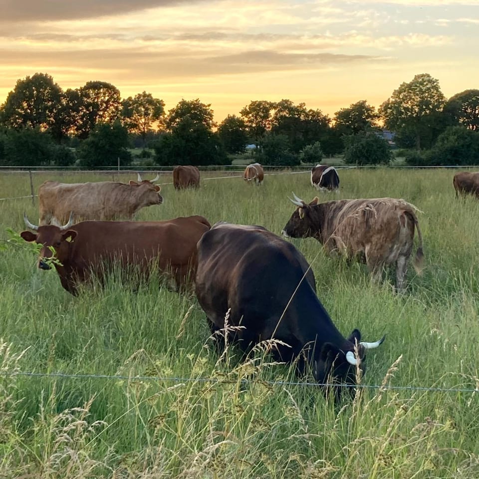 Animals