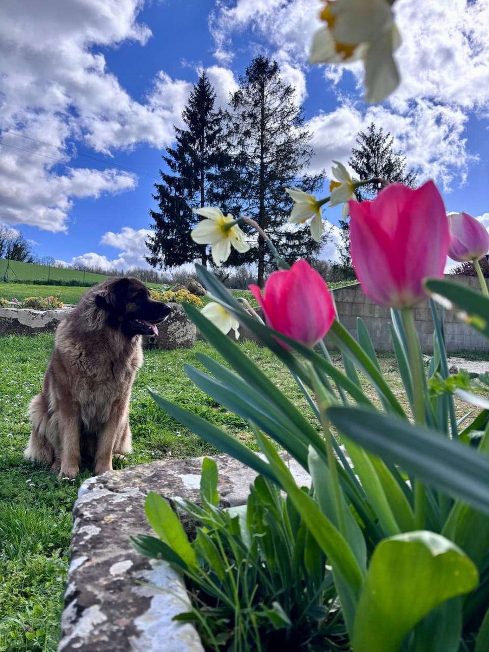 Garden, Pets