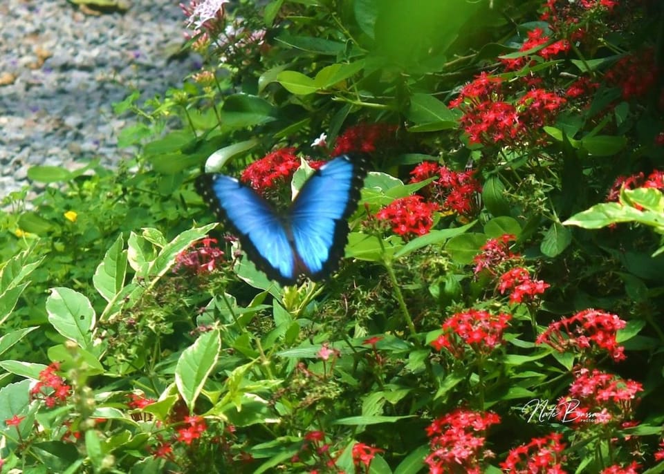 Muy Boquete, Bees and Butterflies Casitas Bed and Breakfast in Boquete