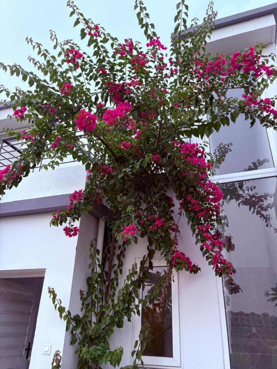 Spring, Day, Garden