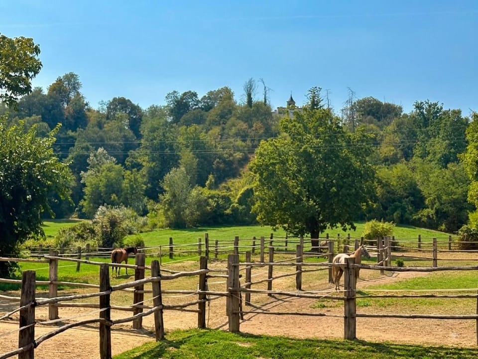 Animals, Garden view