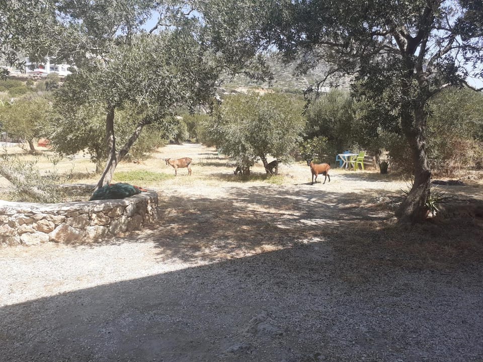 Natural landscape, Garden