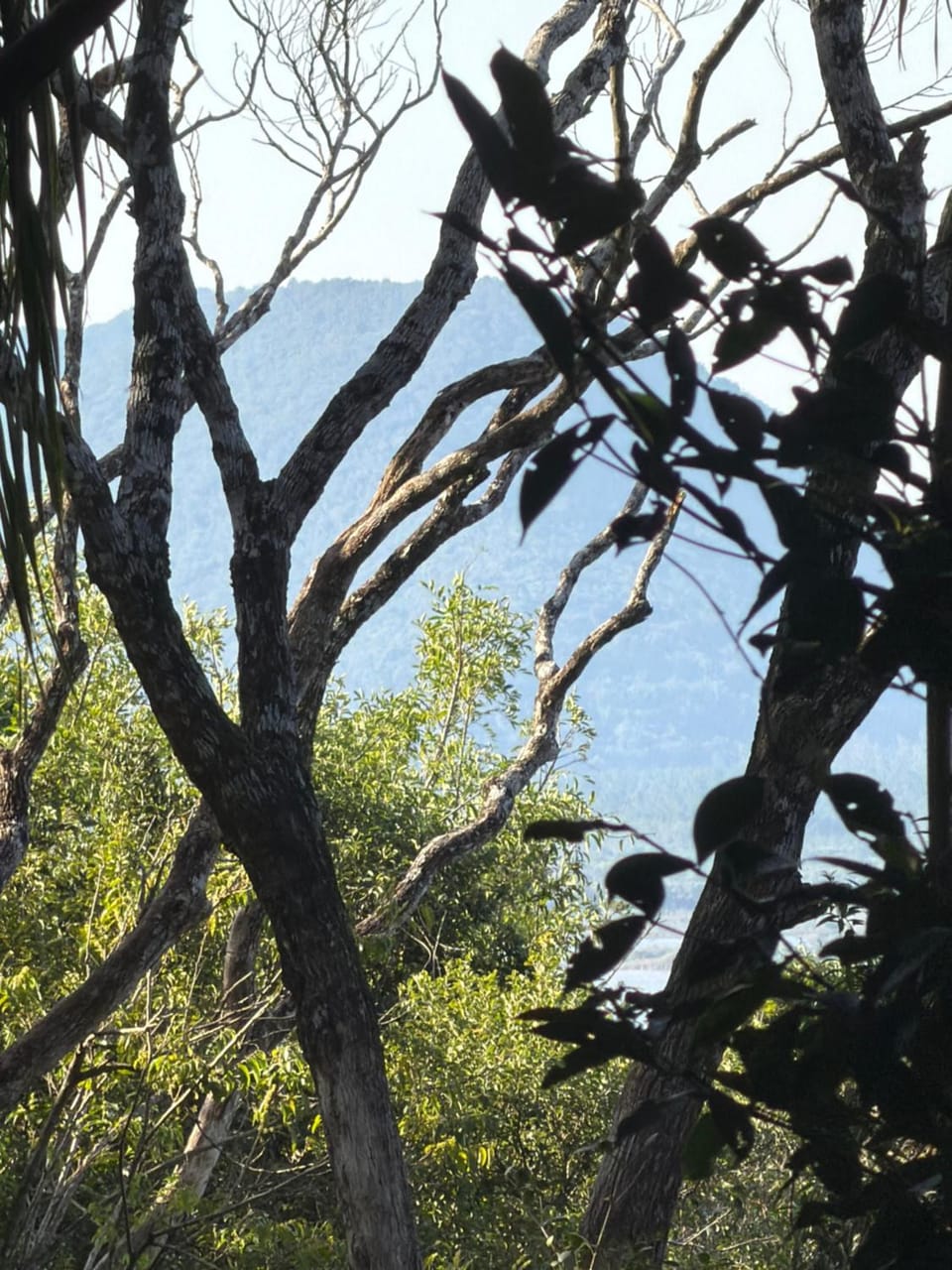 Mountain view