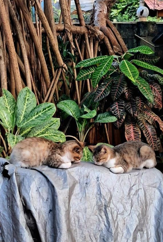 Alass Ga For Pets Lovers Bed and Breakfast in Sri Lanka