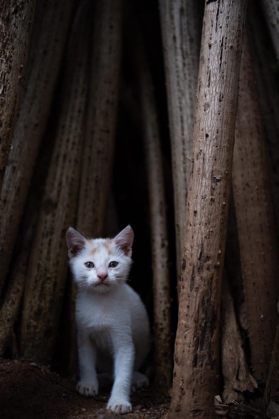 Alass Ga For Pets Lovers Bed and Breakfast in Sri Lanka